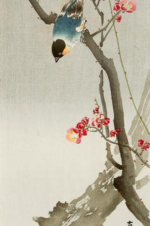 Blue Bird on a Plum Tree - Giclee Print, 12x18