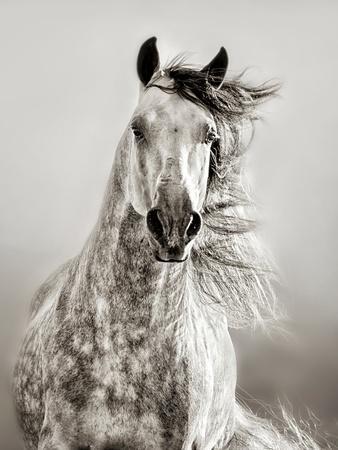 Caballo de Andaluz - Photographic Print, 12x16