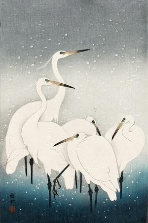 Five White Herons Standing in Water; Snow Falling - Giclee Print, 12x18