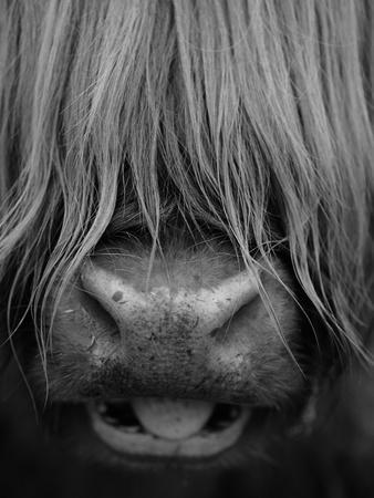 Highland Cattle, Head Close-Up, Scotland - Photographic Print, 12x16