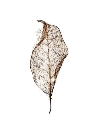 Leaf - Photographic Print, 12x16 Leaf - Photographic Print, 12x16