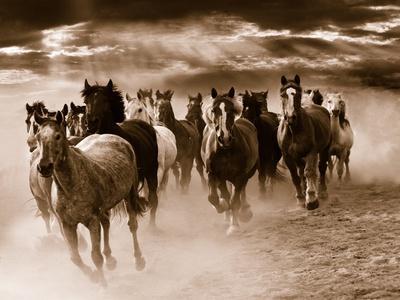 Running Horses - Photo, 16x12