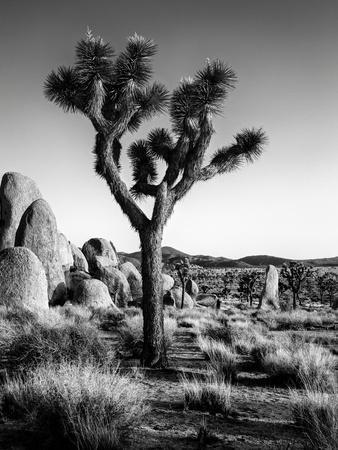 USA, California, Joshua Tree National Park at Hidden Valley - Photographic Print, 12x16