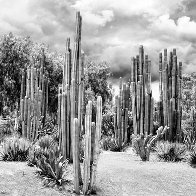 ?Viva Mexico! Square Collection - Cardon Cactus B&W II - Photographic Print, 16x16 ?Viva Mexico! Square Collection - Cardon Cactus B&W II - Photographic Print, 16x16