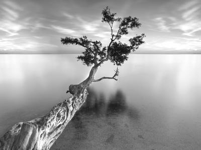 Water Tree XIII - Photographic Print, 16x12